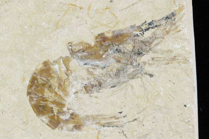 Cretaceous Fossil Shrimp - Lebanon #107450